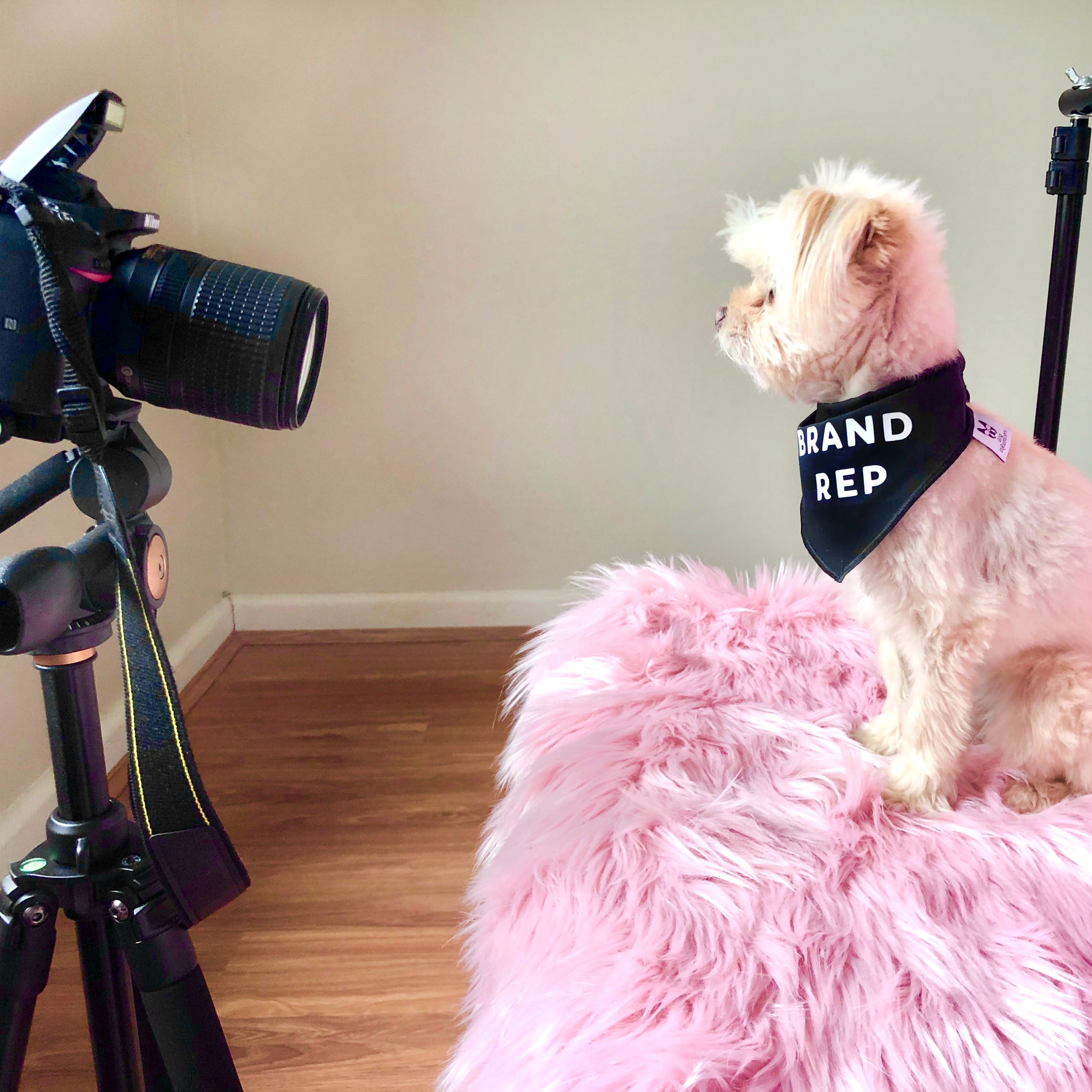 What is a pet influencer and why people are crazy about them? Dog