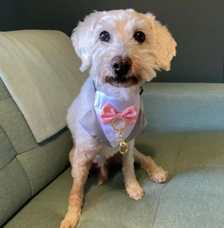 Dog Tuxedo Bandana with Flower Boutonniere and Bow Tie - Grey