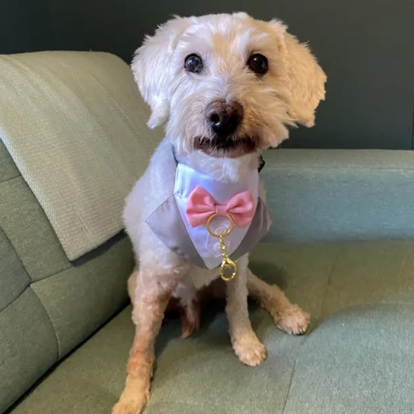 Dog Tuxedo Bandana with Flower Boutonniere and Bow Tie - Grey