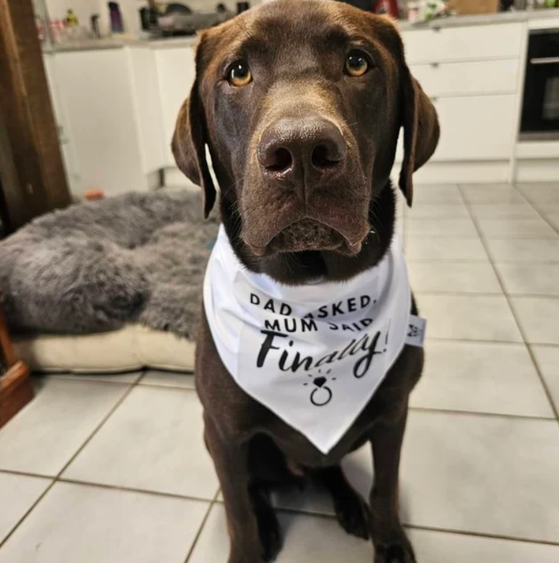 Dog Bandana - Engagement announcement - Dad Asked Mum Said Finally