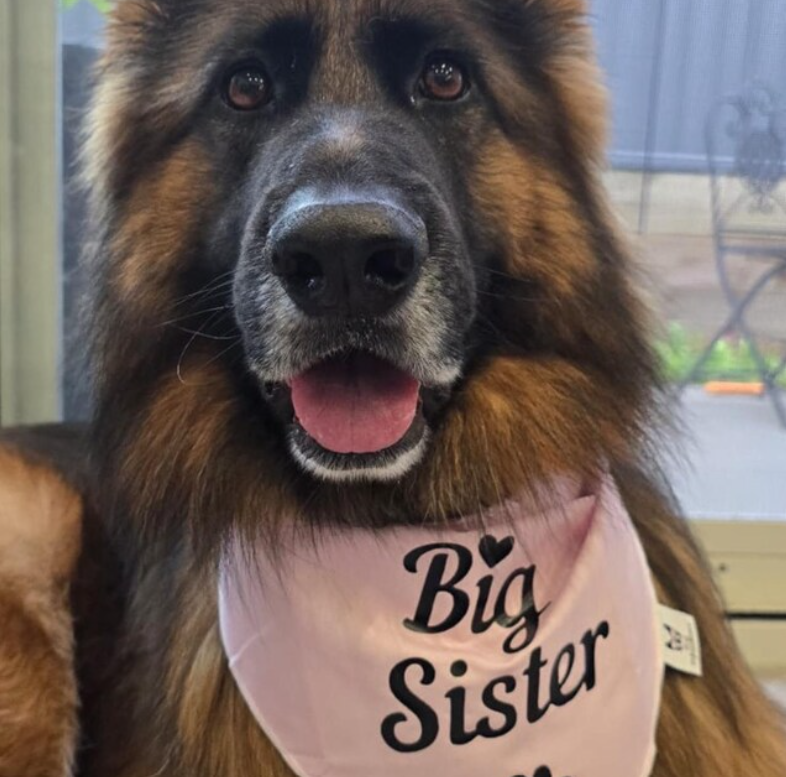 Dog Bandana - "Big Sister" - Pregnancy Announcement - Baby Shower gift