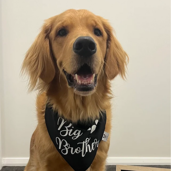 Dog Bandana - "Big Brother" with paw - Pregnancy or Birth Announcement