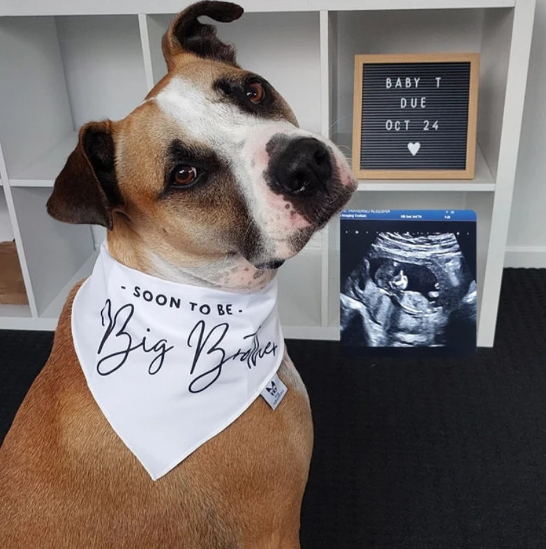 Dog Bandana - " Soon to be - Big Brother" - Pregnancy Announcement - Baby Reveal