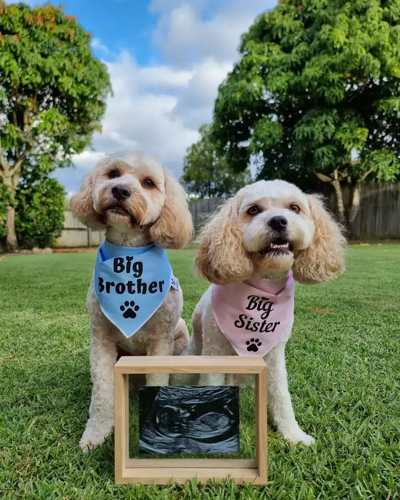 Dog Bandana - "Big Sister" - Pregnancy Announcement - Baby Shower gift