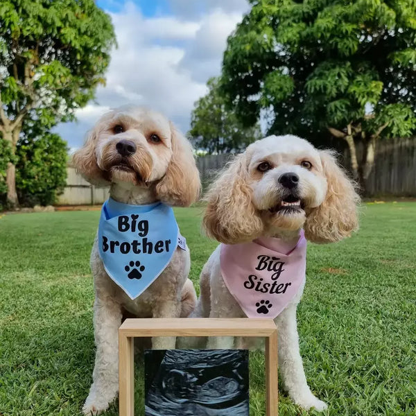 Dog Bandana - "Big Brother" - Pregnancy Announcement - Baby Shower gift