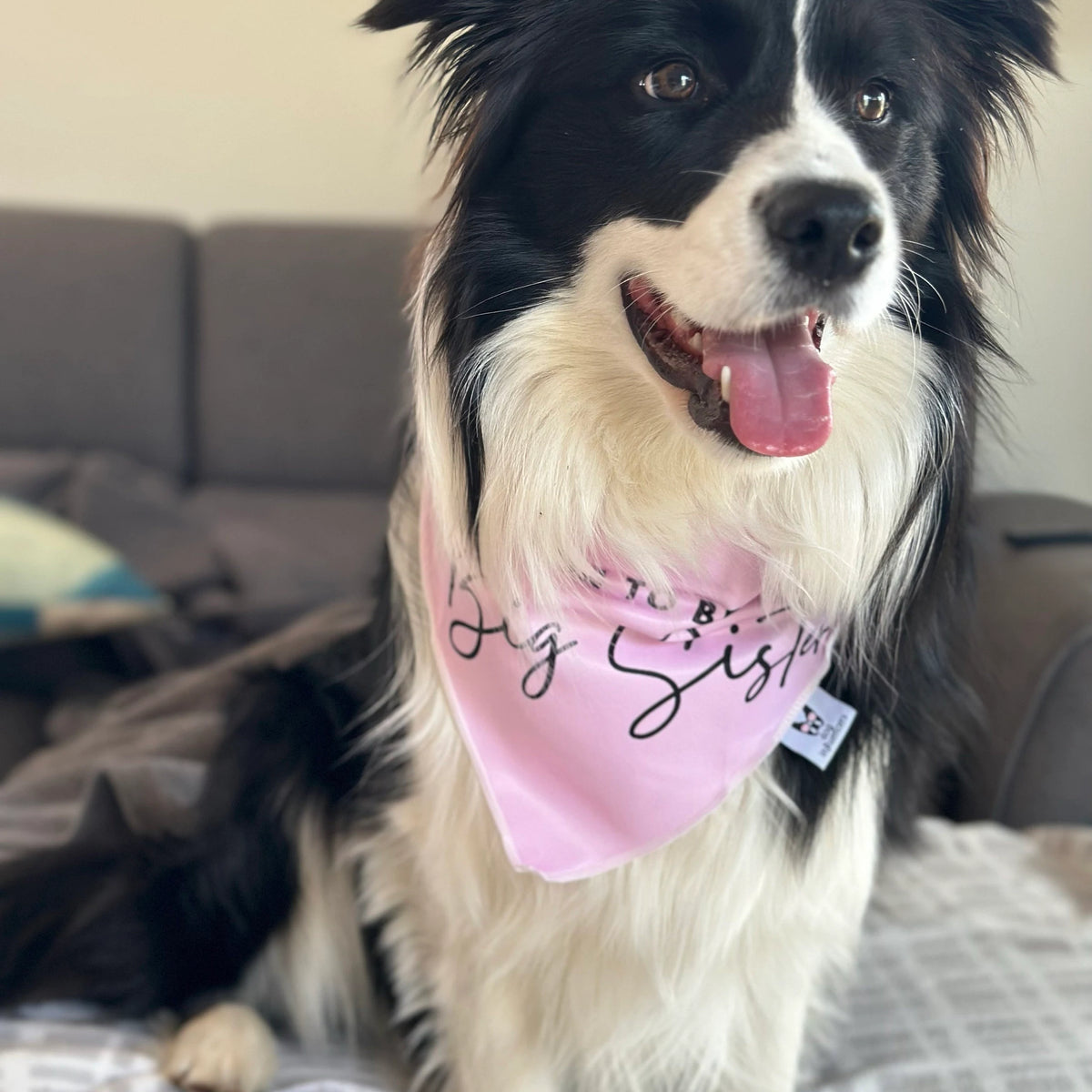 Dog Bandana - " Soon to be - Big Sister" - Pregnancy Announcement - Baby Reveal