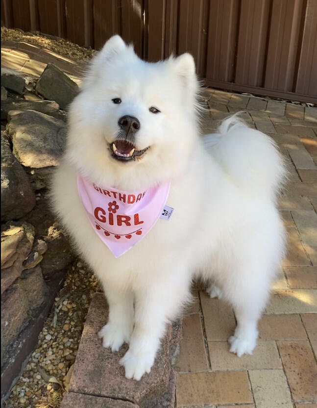 Birthday Dog Bandana, "Birthday Girl", Birthday Party Female Dog Bandana, Pink