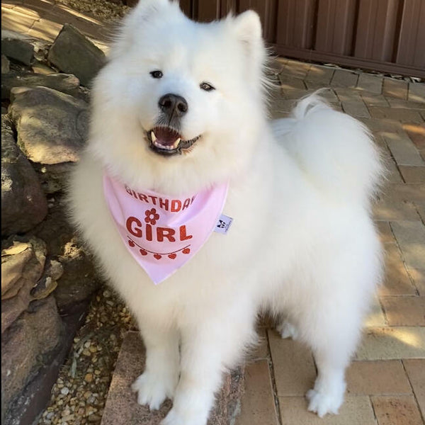 Birthday Dog Bandana, "Birthday Girl", Birthday Party Female Dog Bandana, Pink