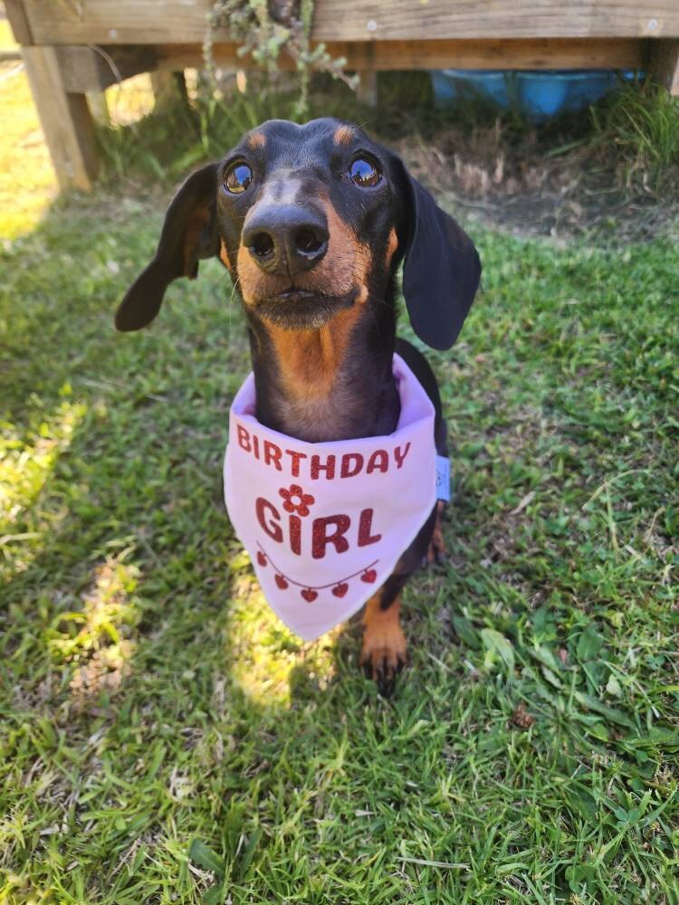 Birthday Dog Bandana, "Birthday Girl", Birthday Party Female Dog Bandana, Pink