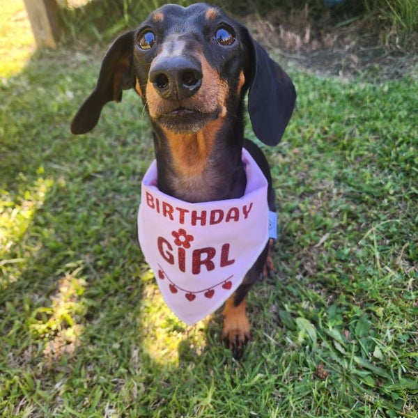 Birthday Dog Bandana, "Birthday Girl", Birthday Party Female Dog Bandana, Pink