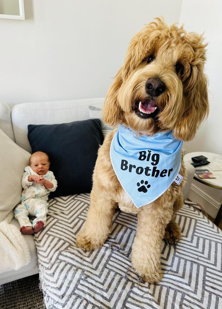 Dog Bandana - "Big Brother" - Pregnancy Announcement - Baby Shower gift