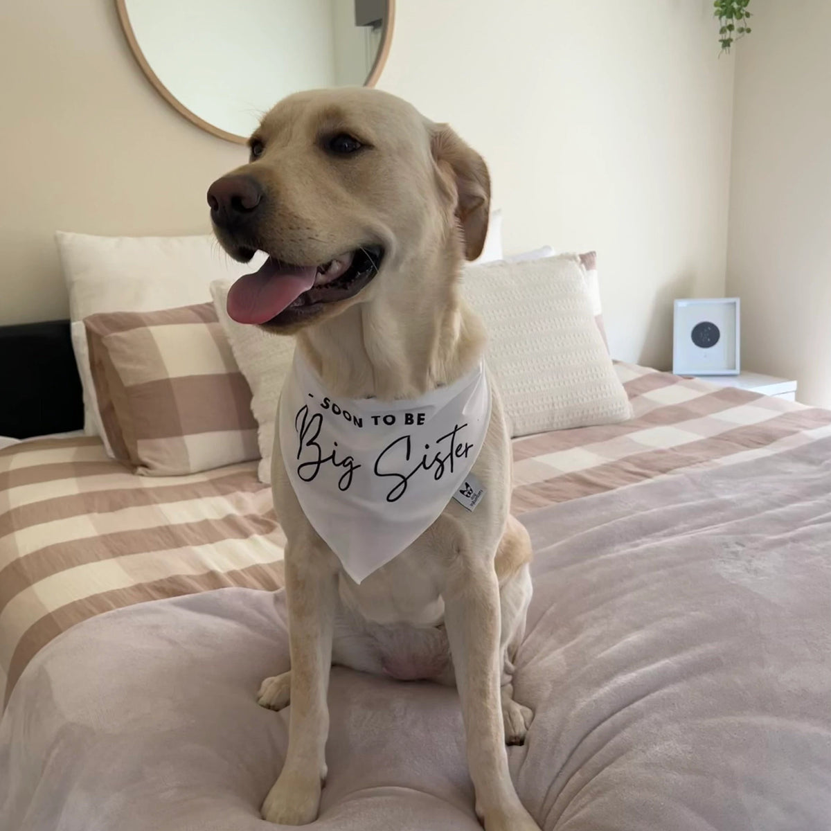 Dog Bandana - " Soon to be - Big Sister" - Pregnancy Announcement - Baby Reveal