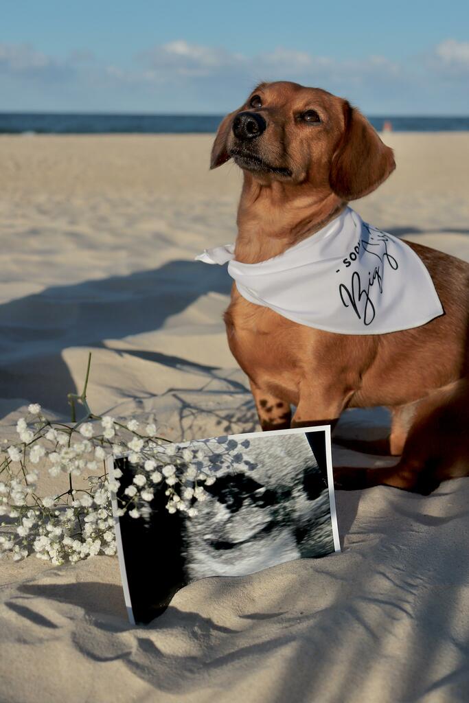 Dog Bandana - " Soon to be - Big Brother" - Pregnancy Announcement - Baby Reveal