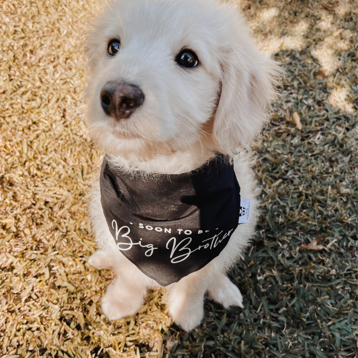 Dog Bandana - " Soon to be - Big Brother" - Pregnancy Announcement - Baby Reveal