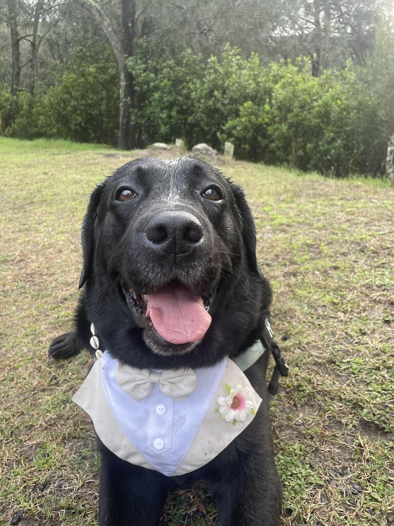 Dog Tuxedo Bandana with Flower Boutonniere - Beige