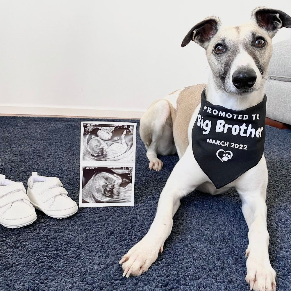 Pregnancy Announcement Dog Bandana Customisable Due Date Big Brother