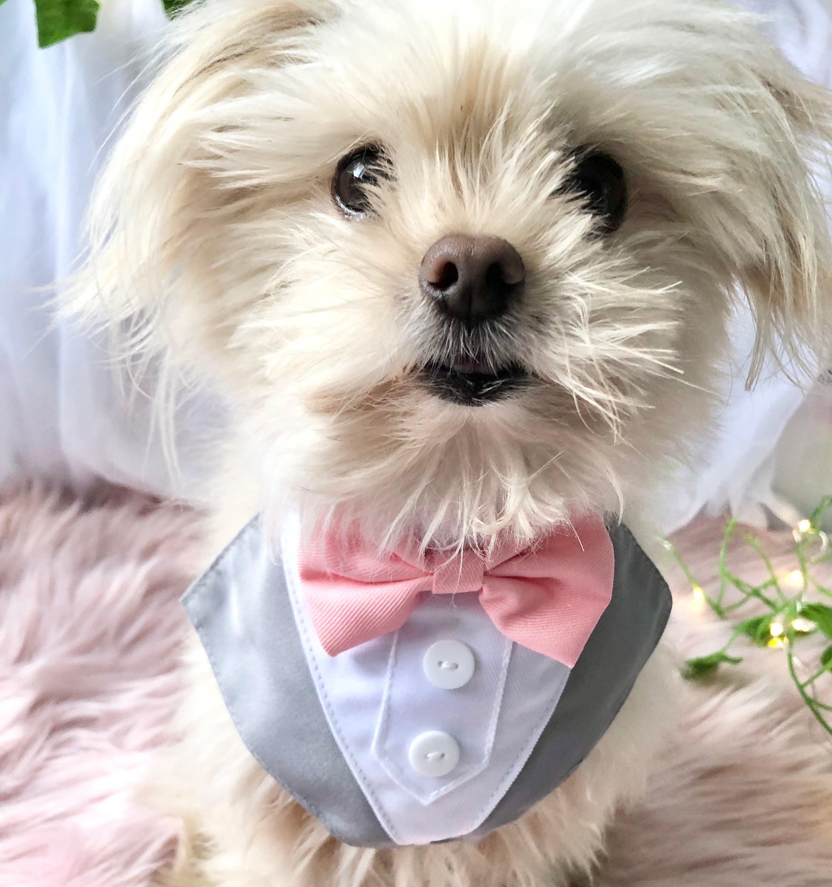 Dog ring shop bearer bandana