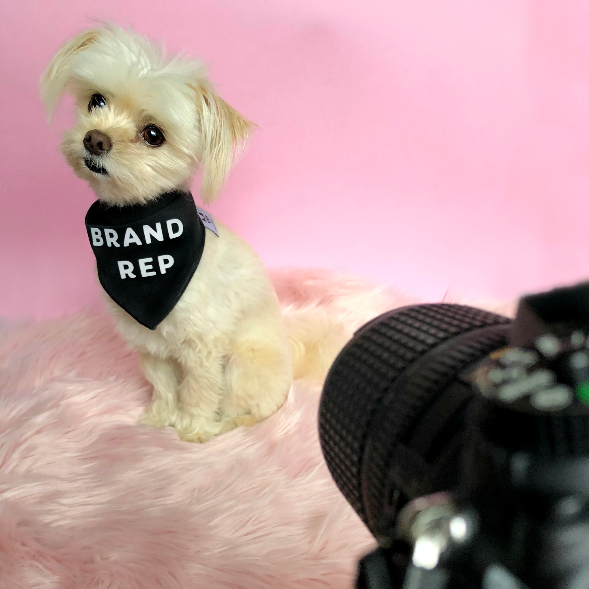 Louis Vuitton Brand Inspired Black Dog Bandana For Sale – Sister